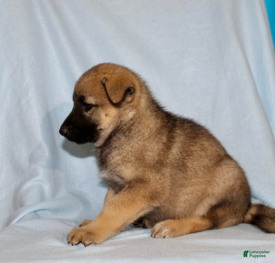 German Shepherd dogs for sale: Tammy - Image 2