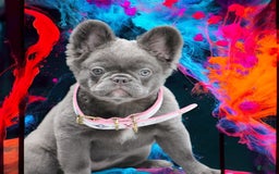 French Bulldog dogs for sale: Poppy - Image 1