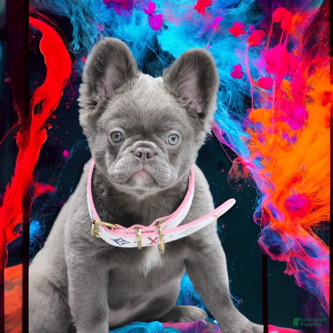 French Bulldog dogs for sale: Poppy - Image 1