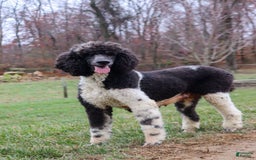Sheepadoodle dogs for sale: Cora - Image 7