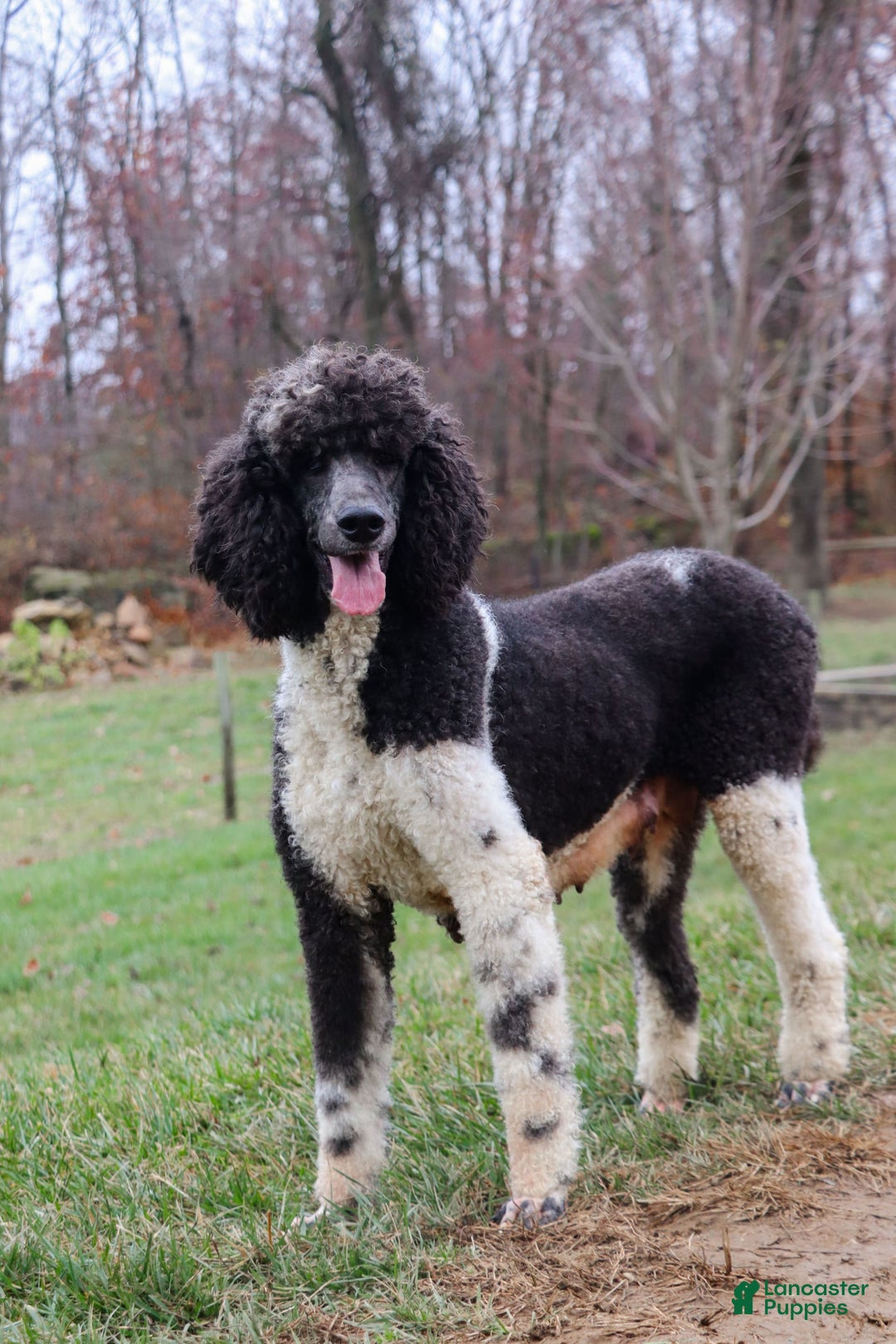 Sheepadoodle dogs for sale: Cora - Image 7