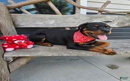 Rottweiler dogs for sale: Ashton - Image 2