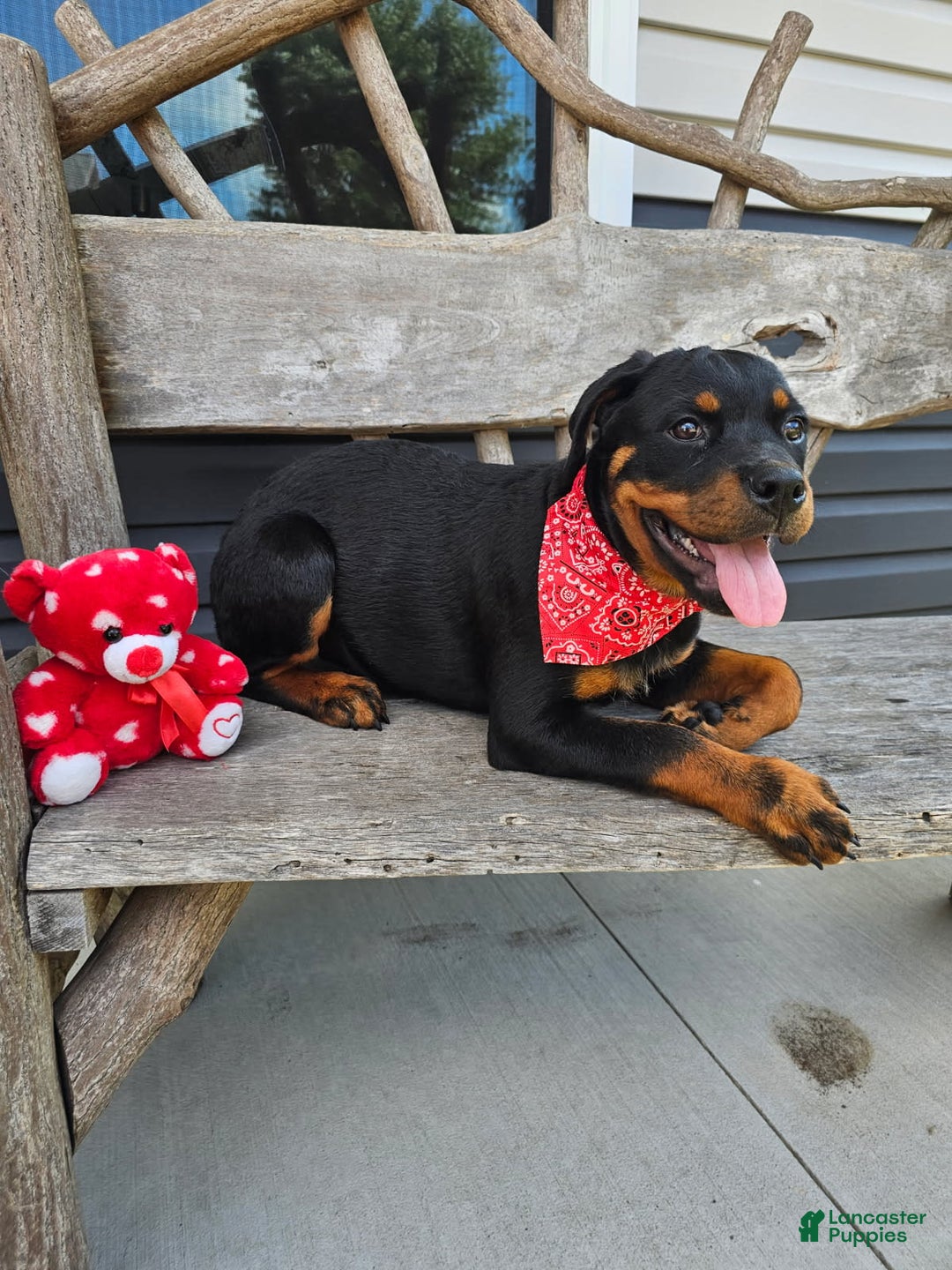 Rottweiler dogs for sale: Ashton - Image 2