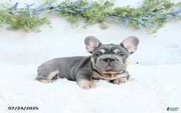 French Bulldog dogs for sale: Bubba - Image 4