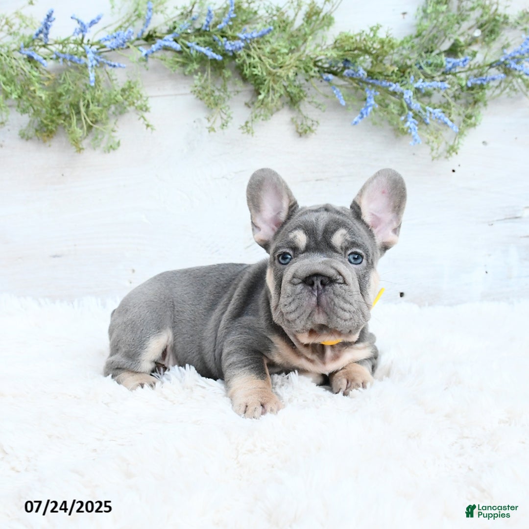 French Bulldog dogs for sale: Bubba - Image 4
