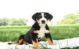 Greater Swiss Mountain Dog dogs for sale: Felix - Image 5