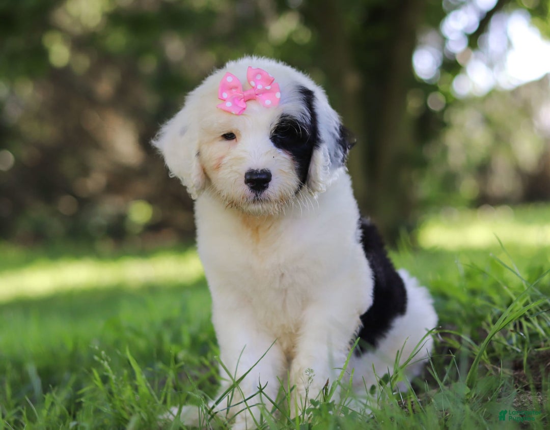 Sheepadoodle dogs for sale: Leah - Image 7