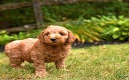 Mini Goldendoodle dogs for sale: Rocky - Image 2