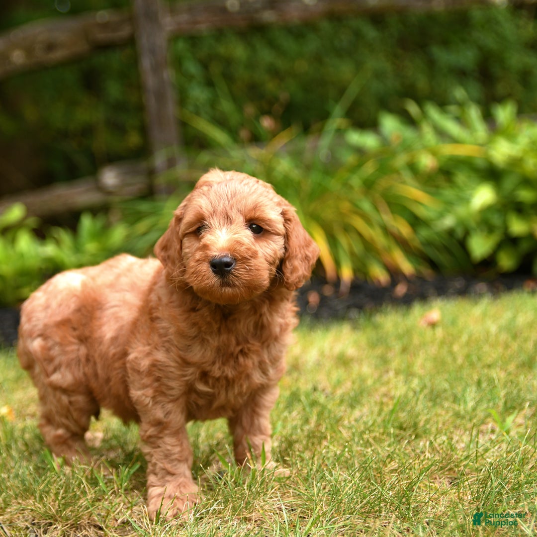 Mini Goldendoodle dogs for sale: Rocky - Image 2