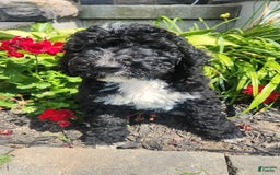 Bernedoodle dogs for sale: Denver - Image 5