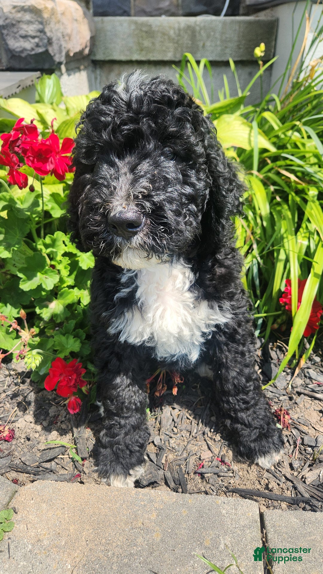 Bernedoodle dogs for sale: Denver - Image 5