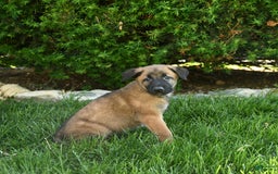 Belgian Malinois dogs for sale: Leo - Image 3