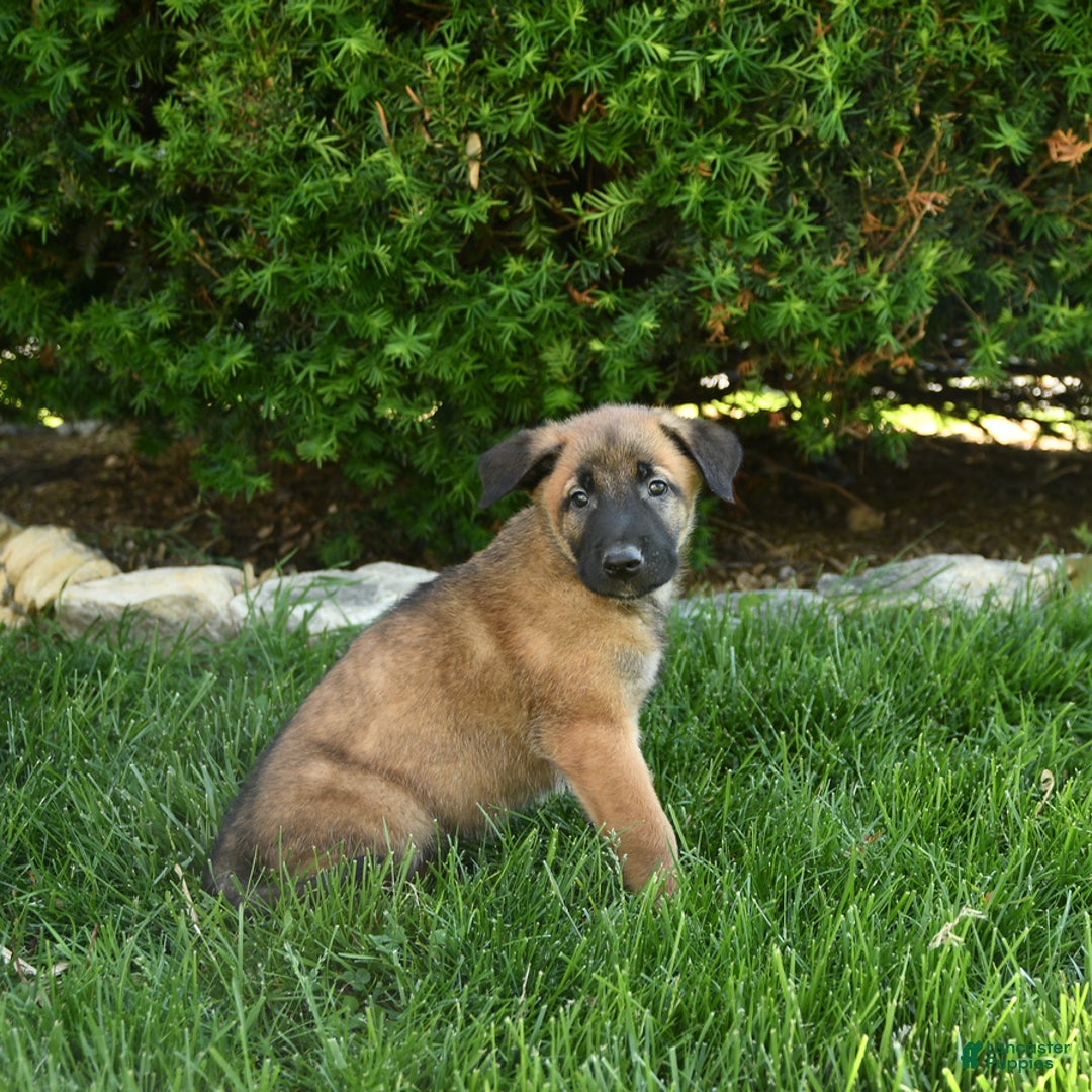 Belgian Malinois dogs for sale: Leo - Image 3