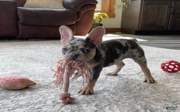 French Bulldog dogs for sale: Nila - Image 20