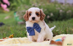 Cavapoo dogs for sale: Ollie - Image 7