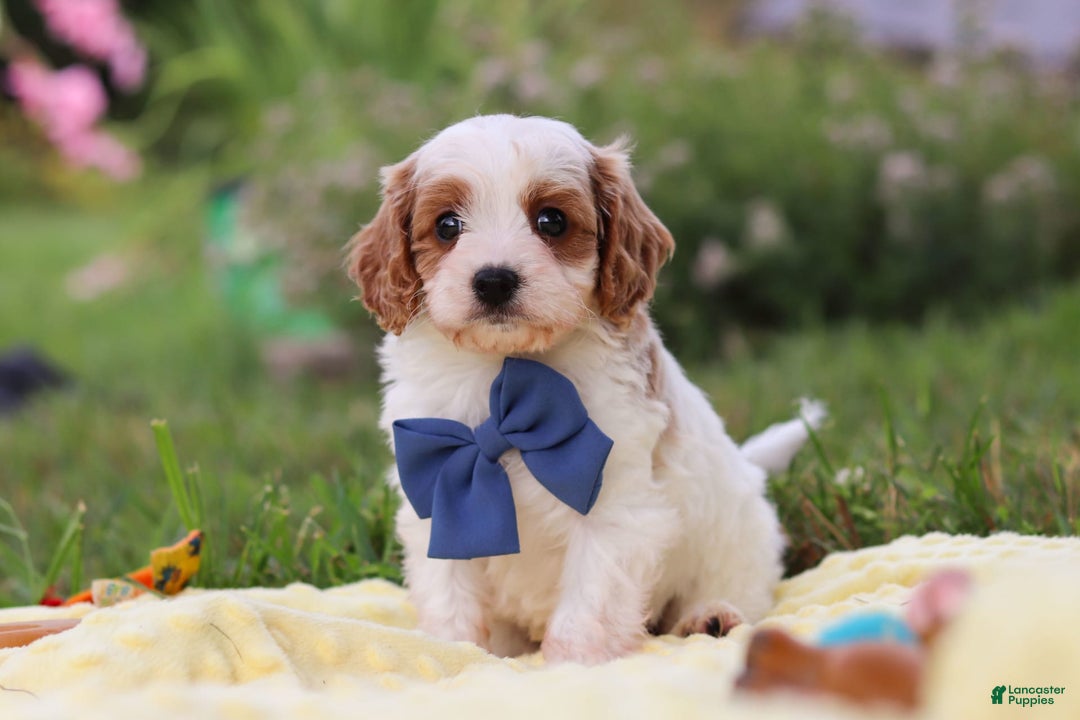 Cavapoo dogs for sale: Ollie - Image 7
