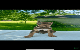 American Bully dogs for sale: Ms Rose - Image 6