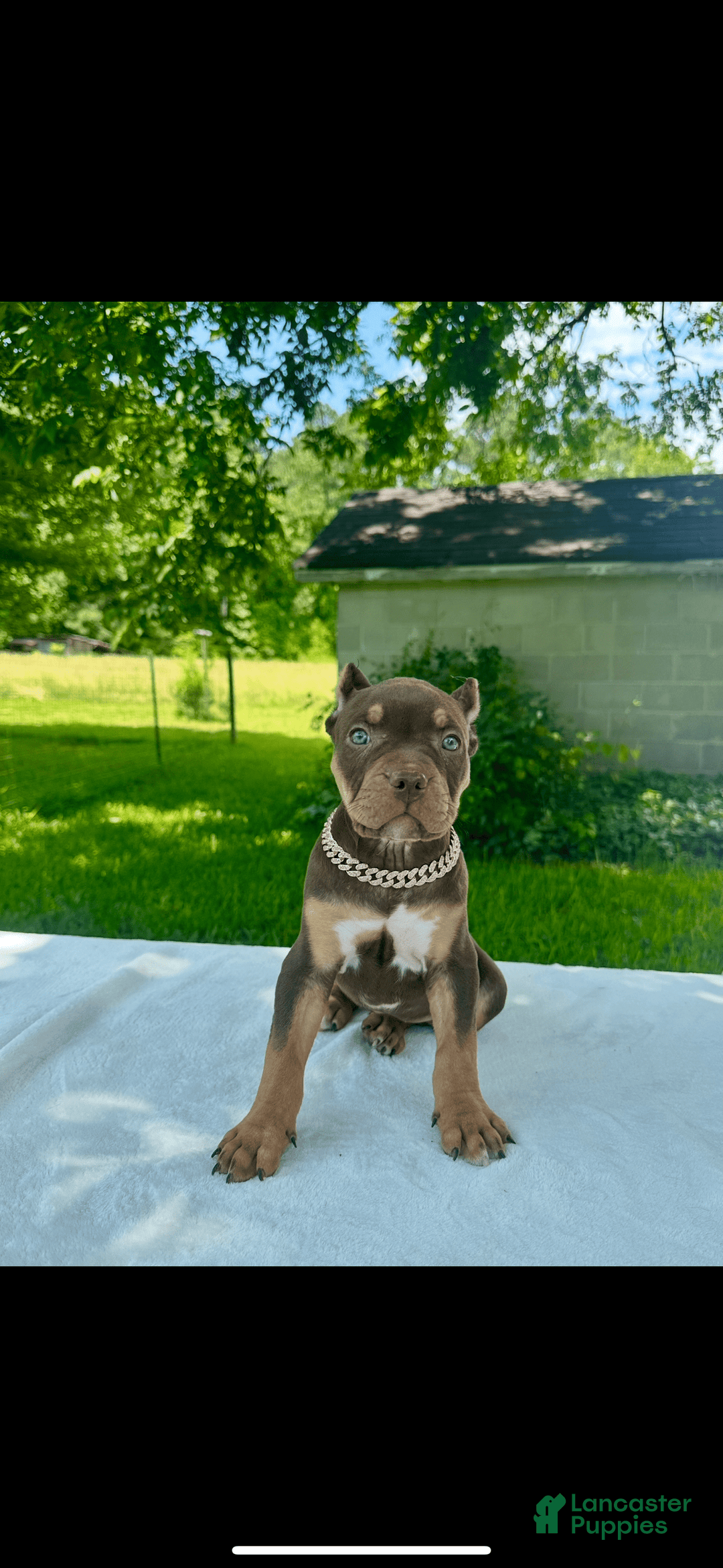 American Bully dogs for sale: Ms Rose - Image 6