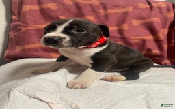American Bully dogs for sale: Rio - Image 2