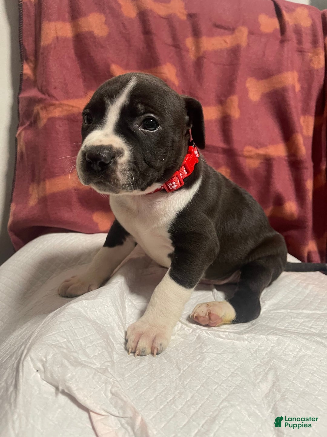 American Bully dogs for sale: Rio - Image 2