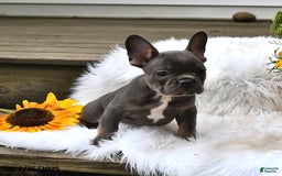 French Bulldog dogs for sale: Hudson - Image 2