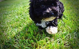 Havapoo dogs for sale: Echo - Image 1