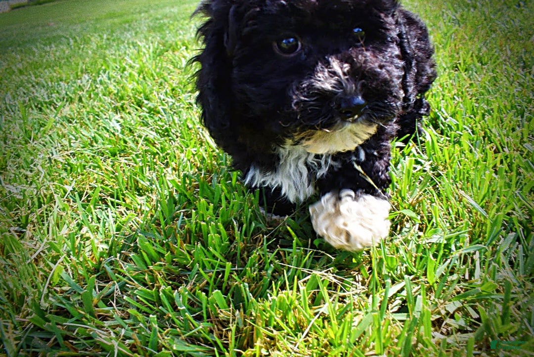 Havapoo dogs for sale: Echo - Image 1