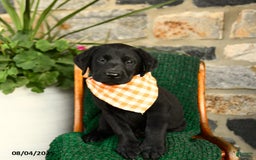 Labrador Retriever dogs for sale: Sundae - Image 4