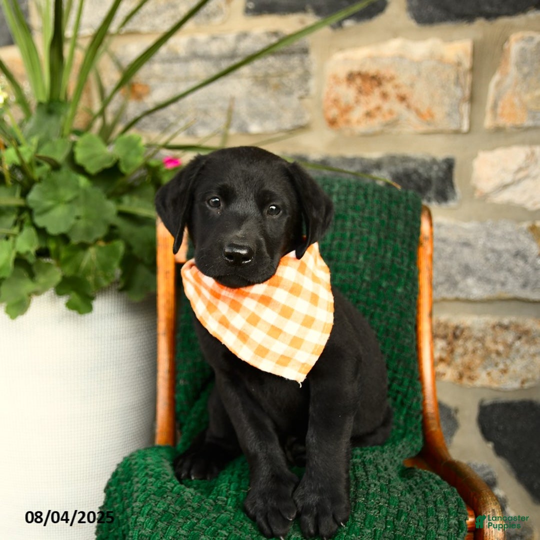 Labrador Retriever dogs for sale: Sundae - Image 4