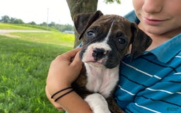 Boxer dogs for sale: Shelby - Image 6