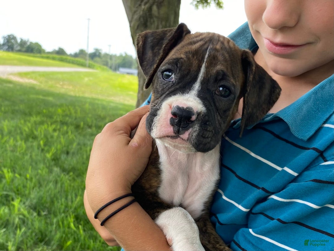 Boxer dogs for sale: Shelby - Image 6