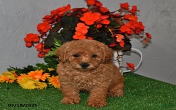 Cavapoo dogs for sale: Daisy - Image 2