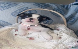 Boston Terrier dogs for sale: Hope - Image 1