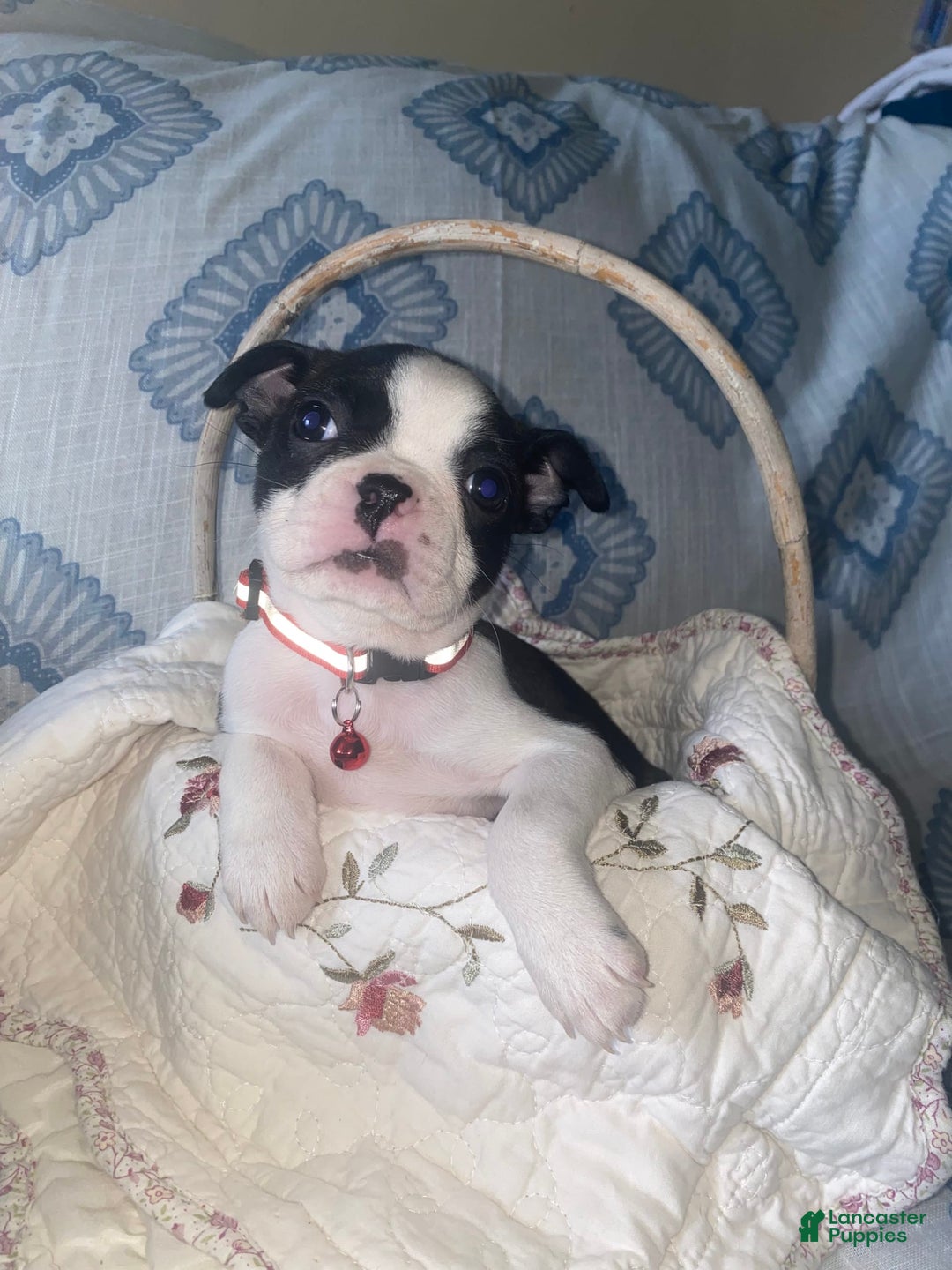 Boston Terrier dogs for sale: Hope - Image 1