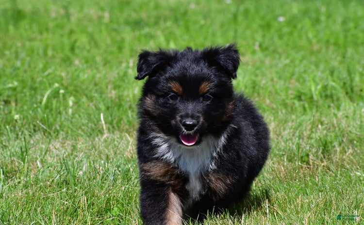 Australian Terrier dogs - Advert 2