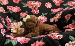 Miniature Poodle dogs for sale: Miniature Poodle 4 puppies - Image 15