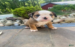 English Bulldog dogs for sale: Donnie - Image 4