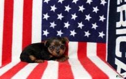 Yorkshire Terrier dogs for sale: Zeke - Image 4