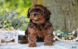 Shihpoo dogs for sale: Maylin - Image 2