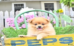 Pomeranian dogs for sale: Carson - Image 8