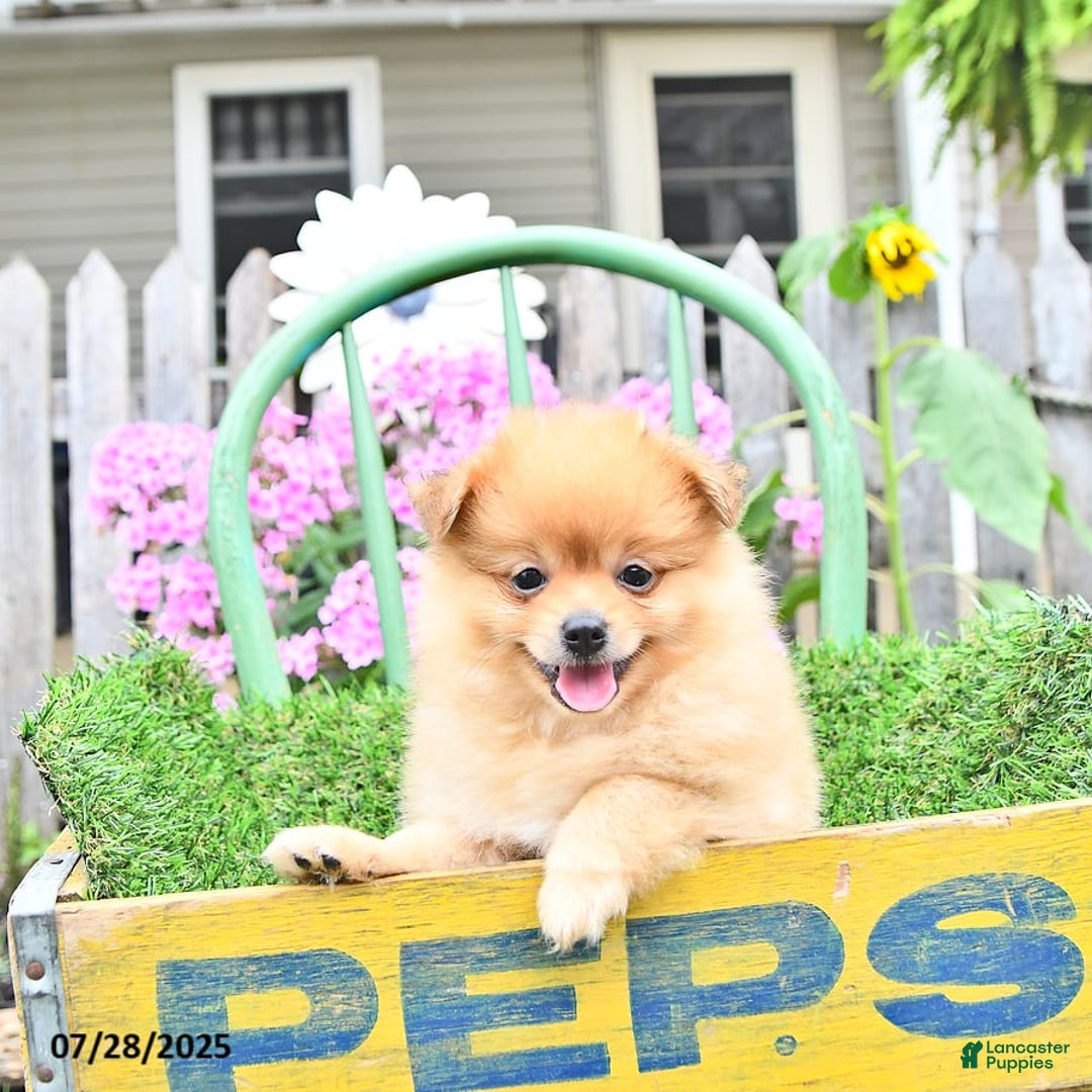 Pomeranian dogs for sale: Carson - Image 8