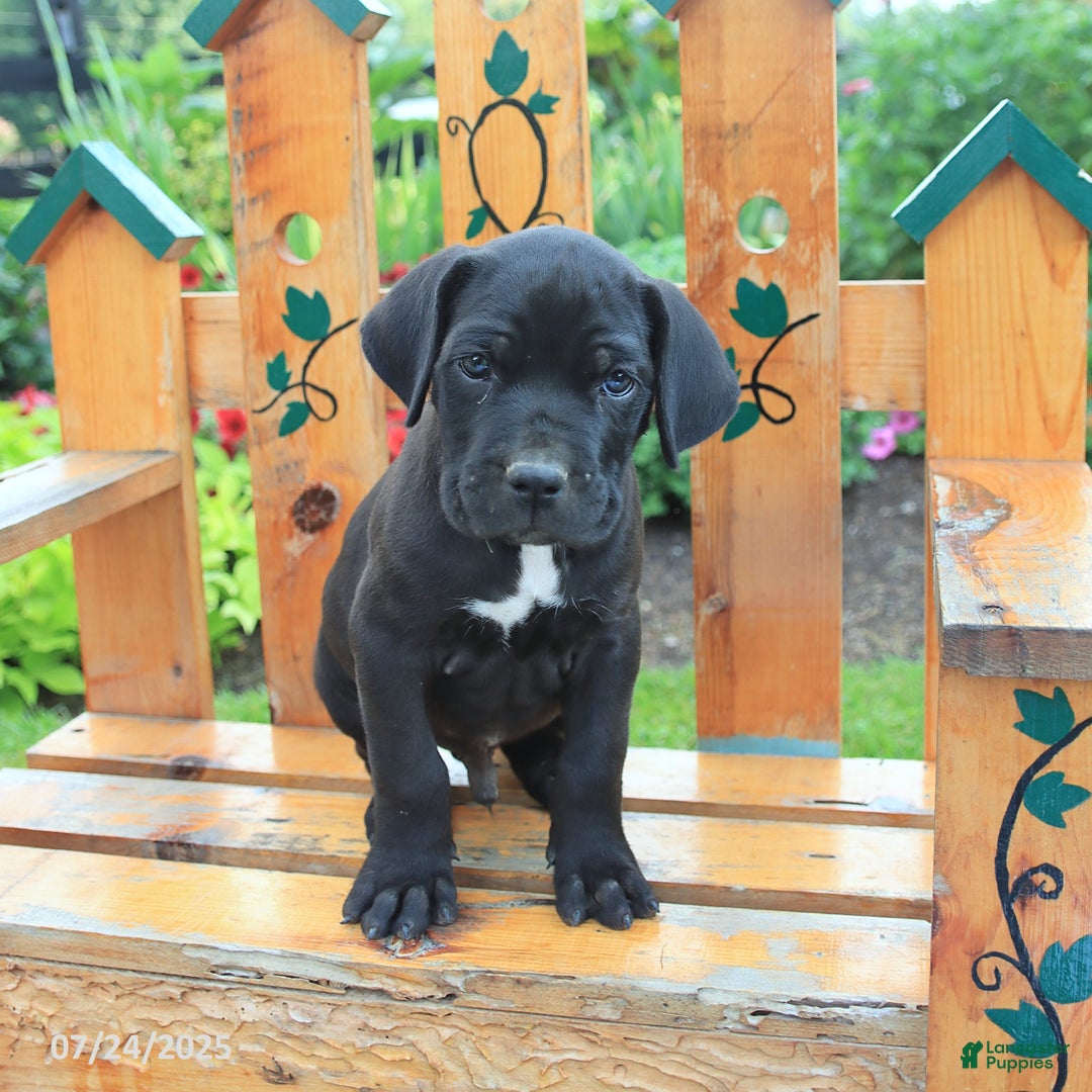 Cane Corso dogs for sale: Koda - Image 5