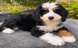Mini Bernedoodle dogs for sale: 💜 Boston Ma 💜 Mini Bernedoodle - Image 4
