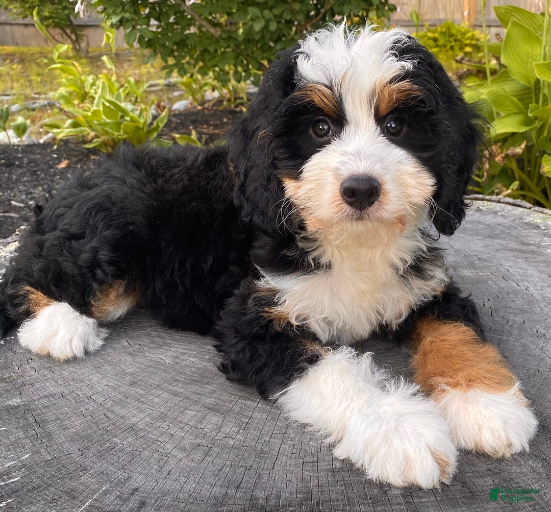Mini Bernedoodle dogs for sale: 💜 Boston Ma 💜 Mini Bernedoodle - Image 4