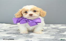 Cavapoo dogs for sale: Slippers - Image 4