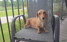 Miniature Dachshund dogs for sale: Felicity - Image 5