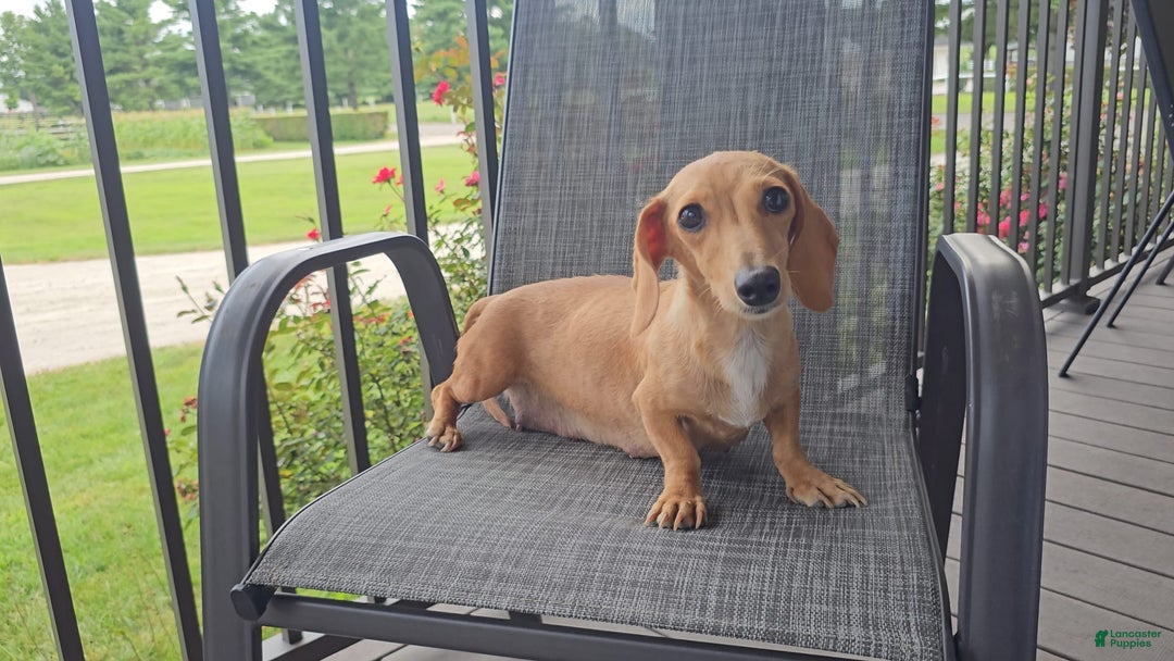 Miniature Dachshund dogs for sale: Felicity - Image 5