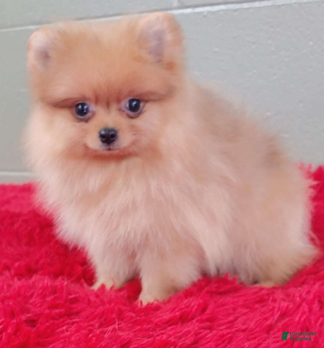 Pomeranian dogs for sale: Dillon - Image 3