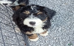 Mini Bernedoodle dogs for sale: Shiloh - Image 9