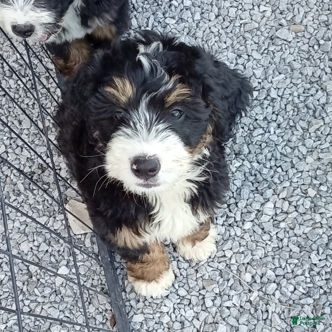 Mini Bernedoodle dogs for sale: Shiloh - Image 9